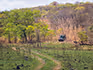 A safari vehicle driving through dry bush and trees down a hill on a gravel track. 