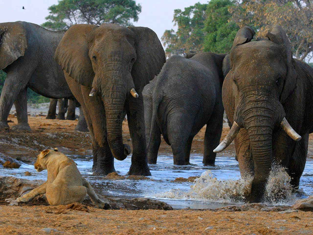 Elephants charging through the water at a lioness at a waterhole.