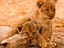 A close up of three lions cubs playing. 
