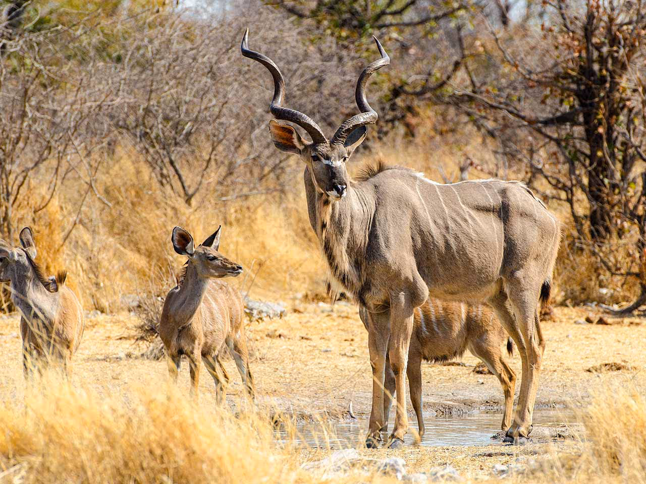 A close up of a male greater kudu with three females in the background. 