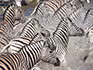 A close up of sevral zebras running through water. 