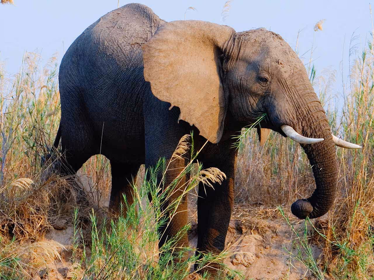 A closeup of an elephant stepping down a sand bank among the reeds. 