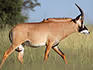 A male roan antelope walking in the grass. 