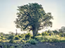 Two giraffe beneath a big tree with people approaching on a safari walk in the Kruger National Park. 