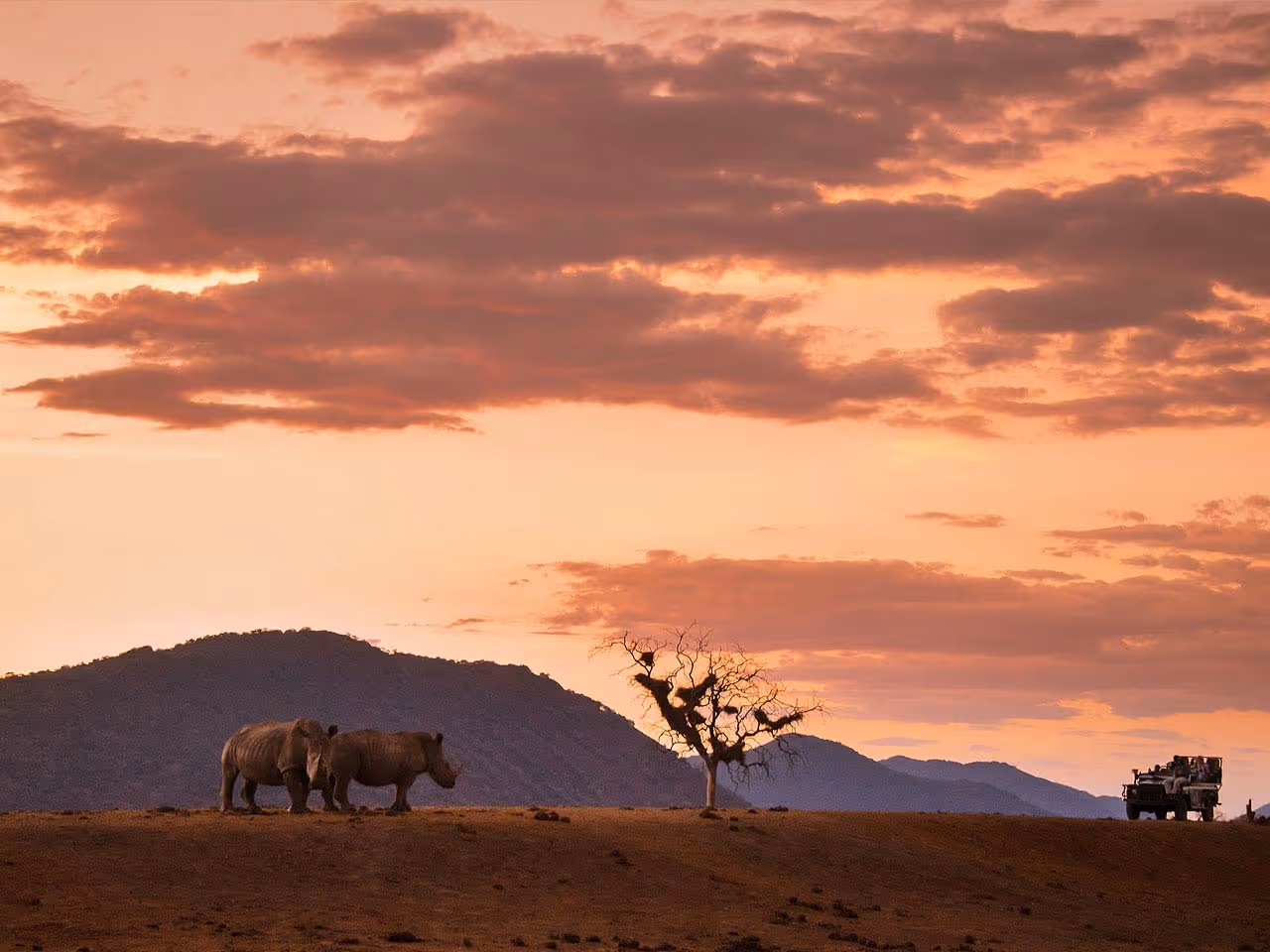 An open safari vehicle approaching two rhino standing near a dead tree filled with nests on the horizon.