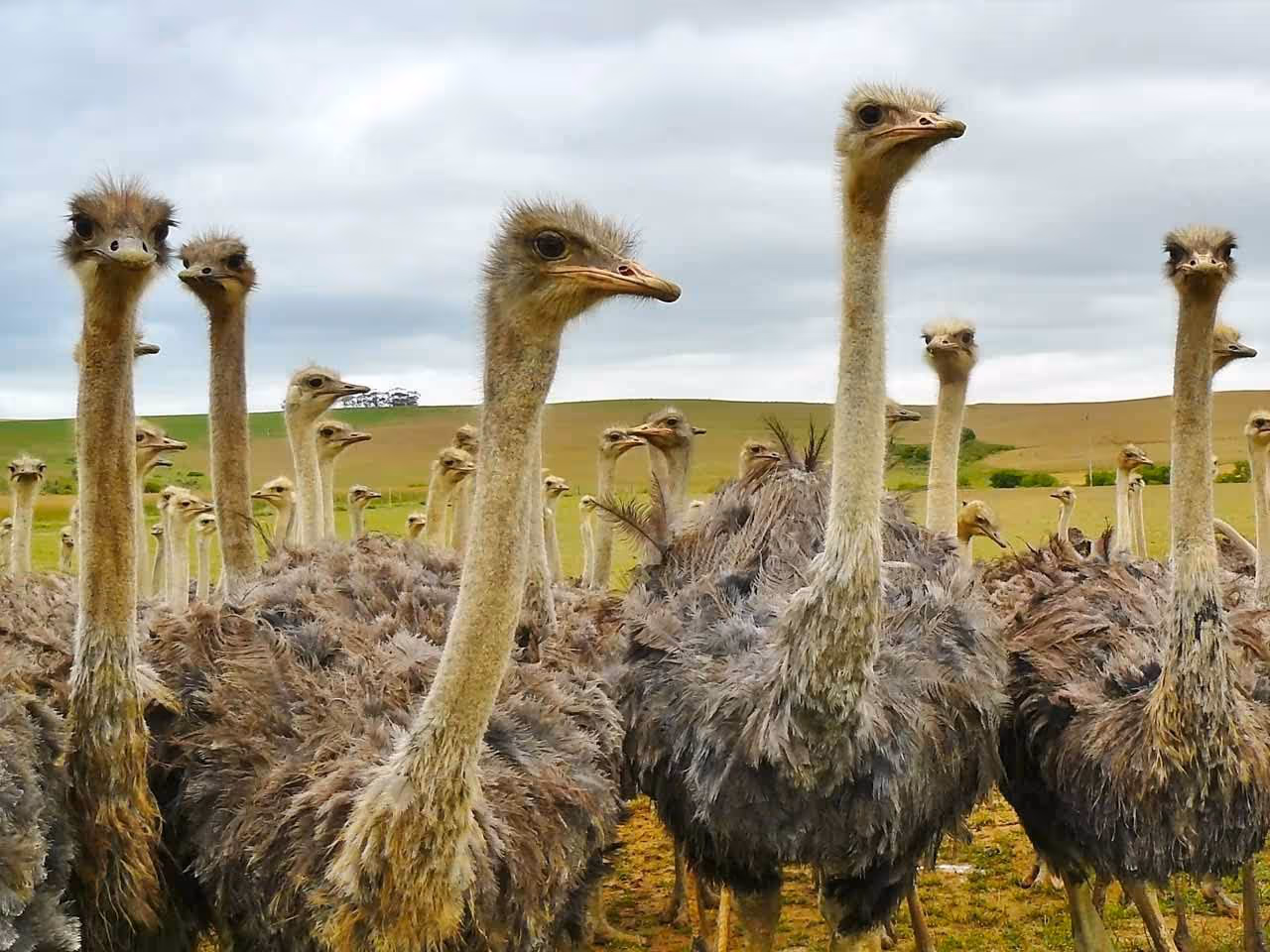 A close up of a flock of ostrich.