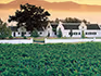 View of a Cape Winelands manor from the lush vineyards.