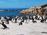 Cape penguins on an island next to some rocks on the coast of Cape Town. 