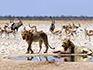 Two lions at a waterhole in Etosha with springbok and oryx walking behind them on the gravel plain. 