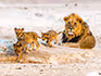 A male lion and three cubs on the stark white pan of Etosha National Park.