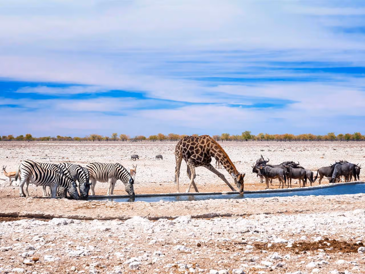 A giraffe and zebras drinking at a waterhole in Etosha with wildebeest and warthog on the gravel plains in the distance.