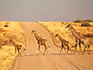 Four giraffe crossing a gravel road in the yellow grass at the base of a rise. 