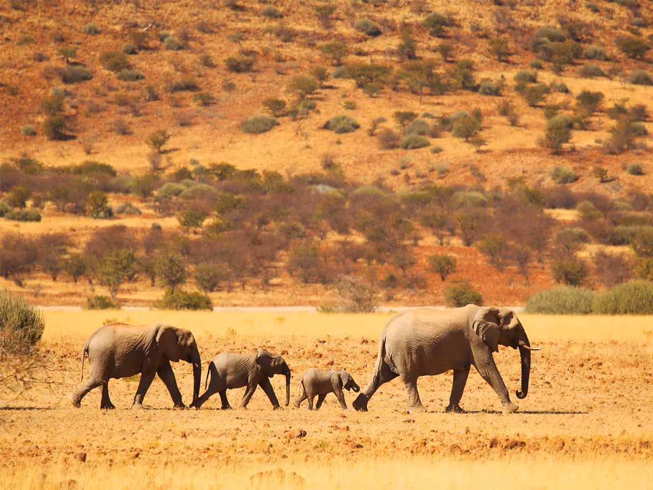 A family of four elephants walking across the harsh arid landscape of Damaraland. 
