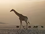 A giraffe walking in the dust past some ostrich in the distance.