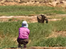 A view from behind a lady crouched down taking a photo of an elephant in the reeds below. 