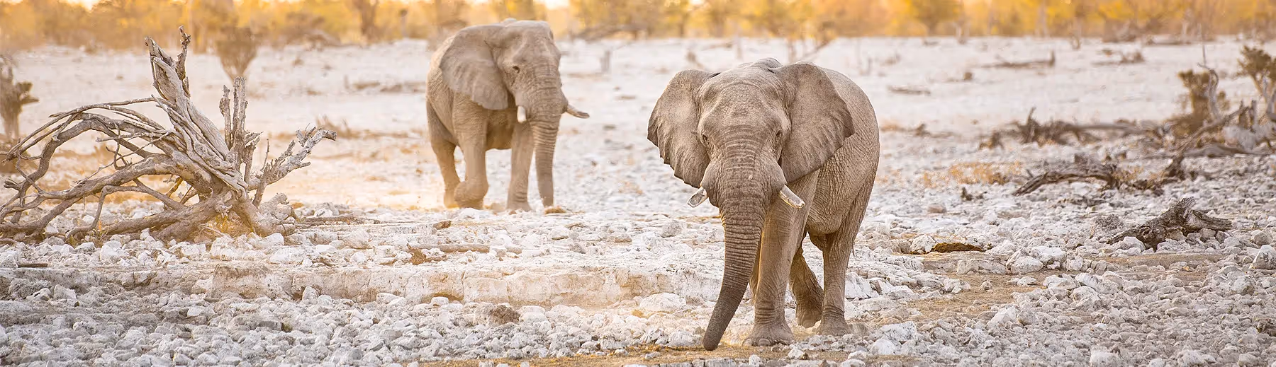 Dusk encounters in Etosha: Elephants roam Etosha National Park