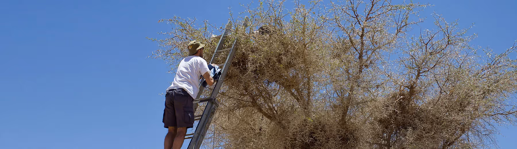 Support Namibian Vultures: Join the conservation effort to save vultures in Namibia