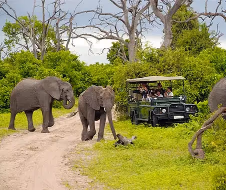 Chobe National Park exploration: Open game drive vehicle offers an immersive safari experience, unveiling the wonders of wildlife in their natural habitat.