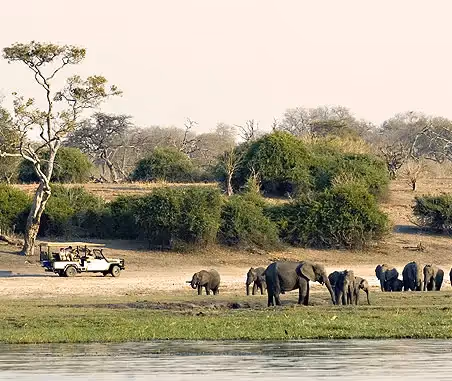 Game drive by the Chobe River: Spotting elephants from the vehicle, a close-up view of wildlife in its natural habitat.