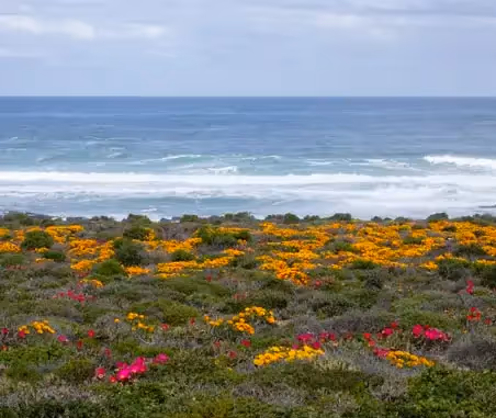 Namaqualand Flower Route