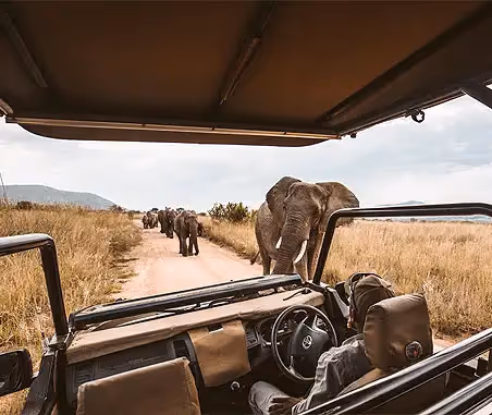 Types of Safari Guides
