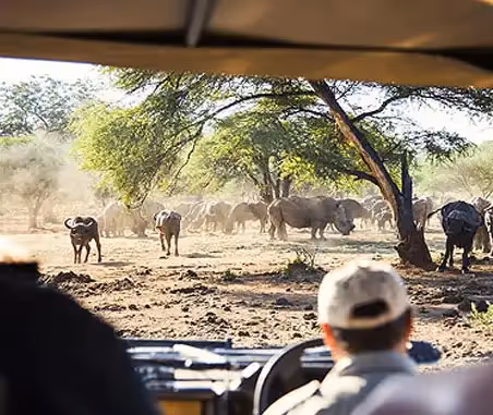 Best Time For... Game Viewing