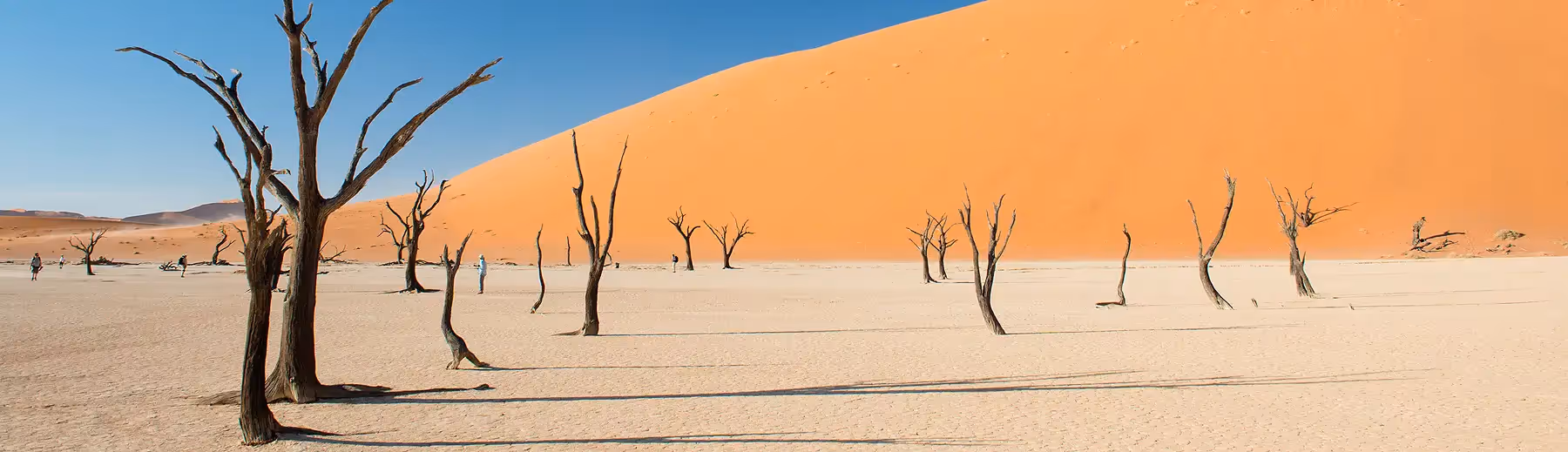 A panoramic view of people exploring the petrified tress on a dry white pan in Sossusvlei surrounded by towering sand dunes. 