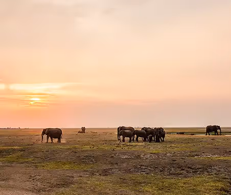 See elephants on a visit to the floodplains of the Chobe National Park at sunrise
