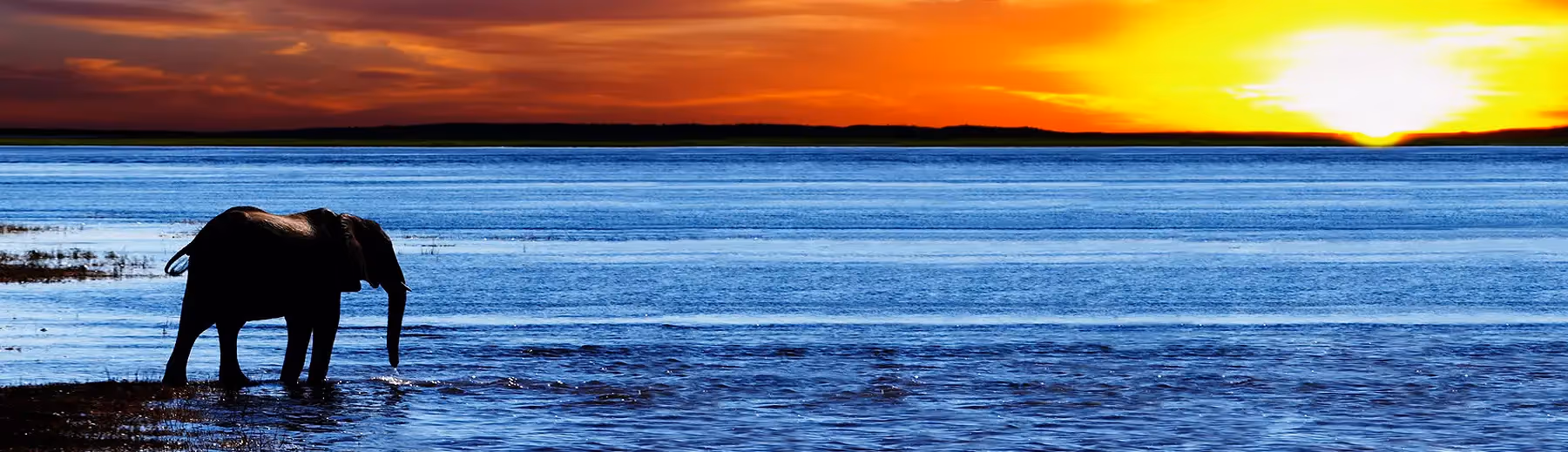 A panoramic view of the river at sunrise with a lone elephant on the waters edge.