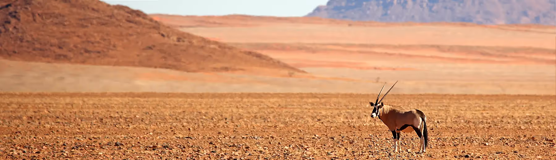 A lone oryx standing on an open gravel plain with the mountains in the distance.