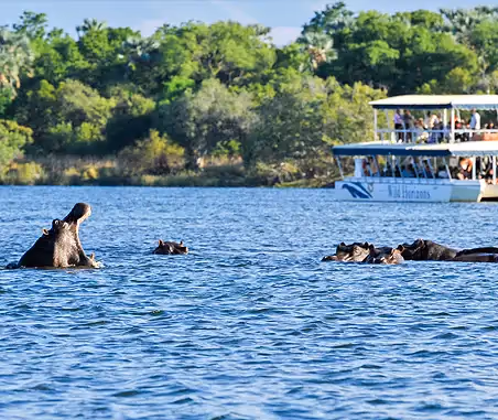 A Wild Horizons boat on a boat cruise with hippos in the river nearby. 