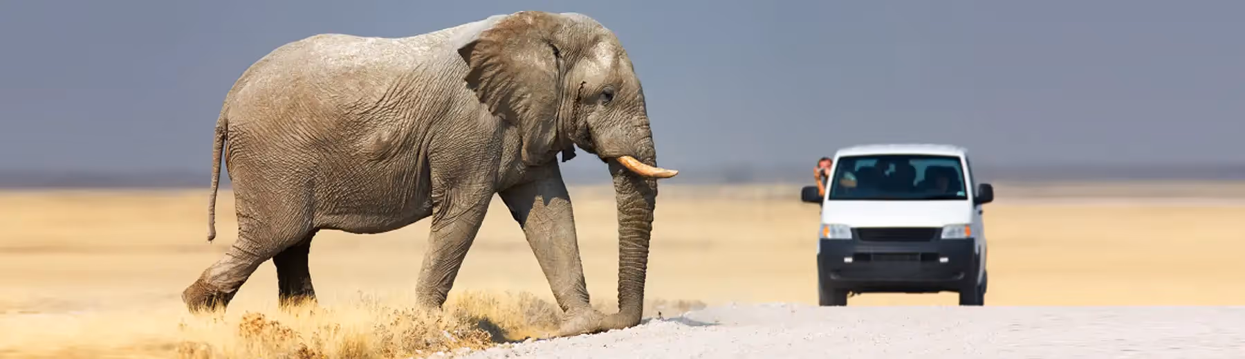 A wide angle view of a self-drive vehicle approaching a lone elephant crossing a gravel road in Etosha National Park.