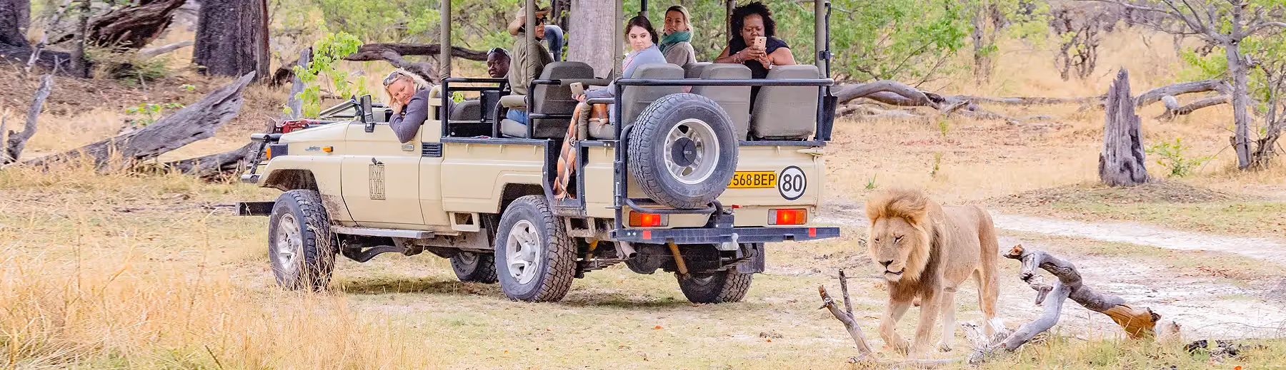 An open Desert and Delta safari vehicle parked with a male lion passing behind and the passengers looking backward to watch him.