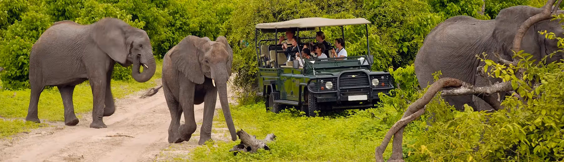 Chobe National Park exploration: Open game drive vehicle offers an immersive safari experience, unveiling the wonders of wildlife in their natural habitat.