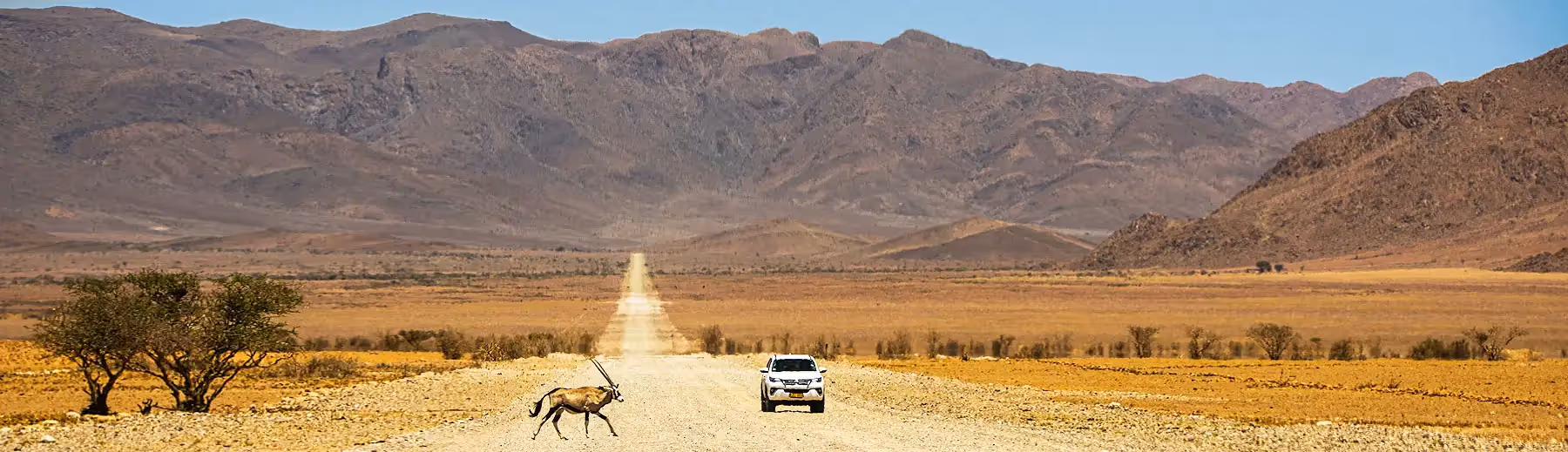 An oryx crossing the gravel road in Damaraland, Namibia