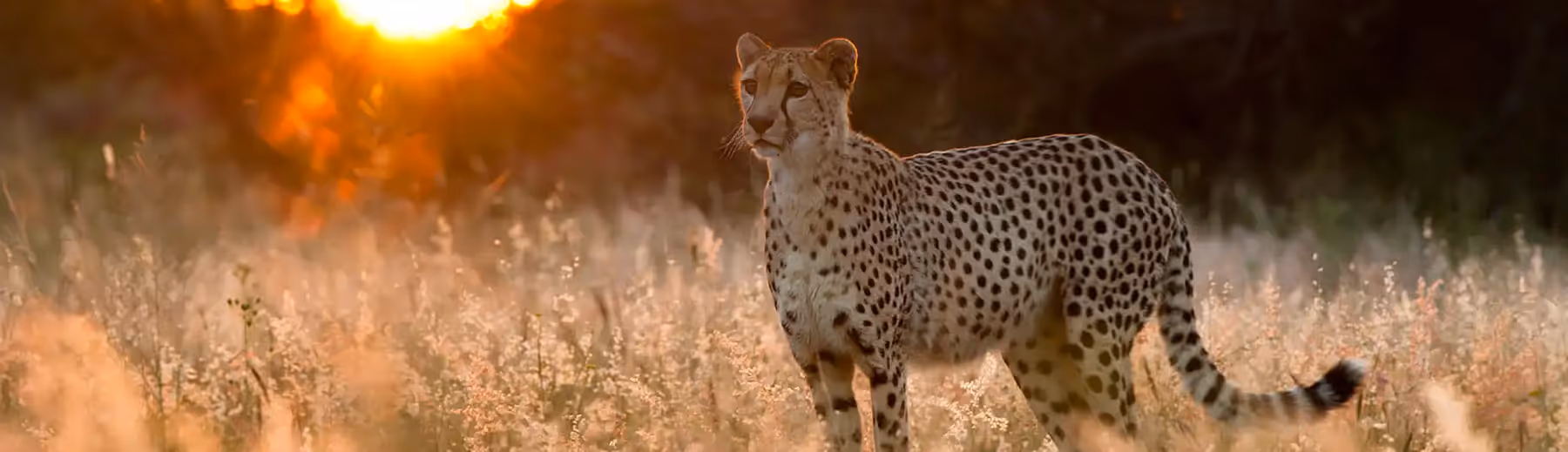 A lone cheetah in the bush at The AfriCat Foundation at sunset.