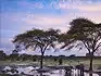 Elephants playing in the water beneath trees with a typical Zimbabwe landscape in the background.