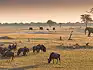 Elephants walking across a grass plain with widebeest grazing. 