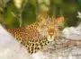 Zambia Safaris