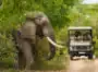 South Africa Safaris