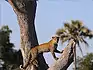 A leopard posing in a dead tree looking into the distance. 