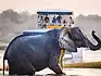 A close up of an elephant with a safari boat approaching behind it. 