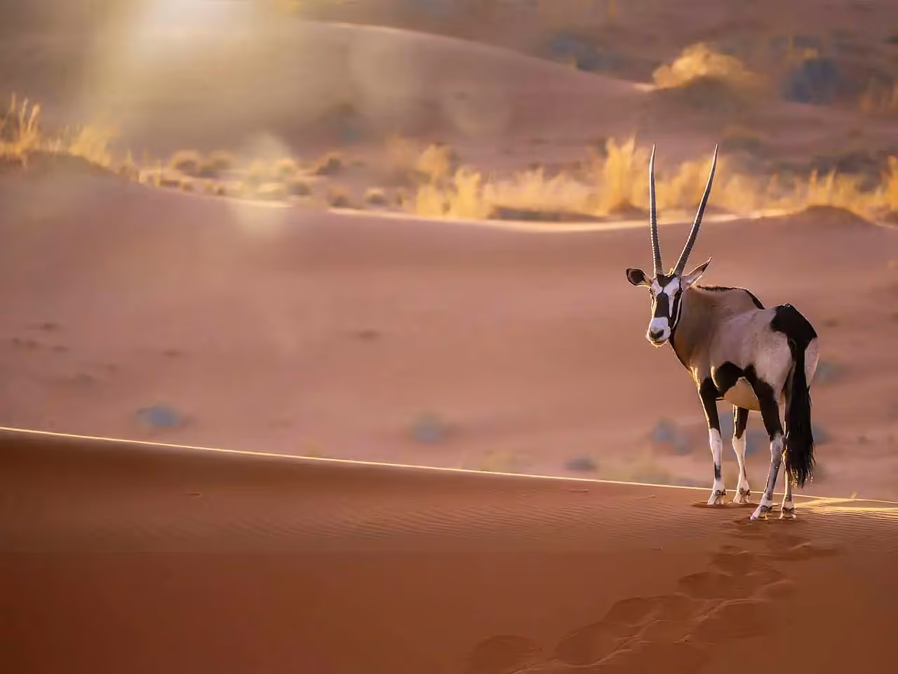A lon oryx standing on a red sand dune in the light at sunrise. 