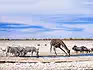Zebras and a giraffe drinking at a waterhole in Etosha with wildebeest and warthogs nearby.