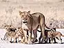 A female lioness with her cubs on a white gravel road in Etosha National Park. 