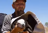 Saving Namibia's Vultures