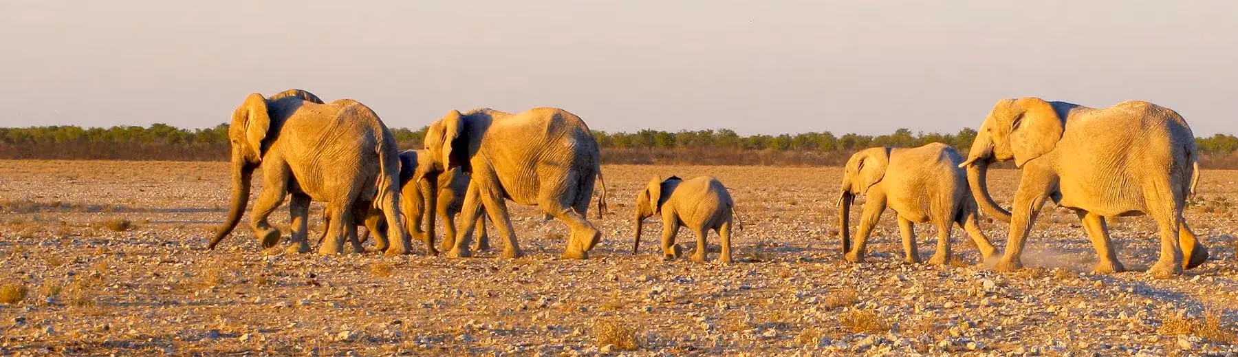 Elephant walking across the gravel in Etosha