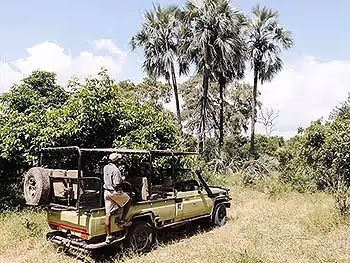 An open safari vehicle with a guide standing on the back in green bush before palm trees. 