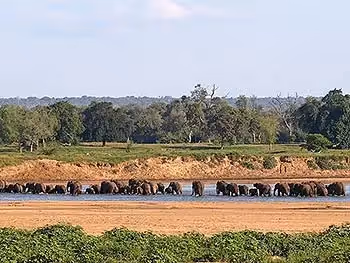 A view across the river bed and river where a large number of elephants are crossing. 