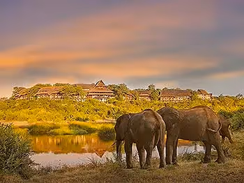 Elephants at a waterhole beneath Victoria Falls Safari Lodge in Zimbabwe.